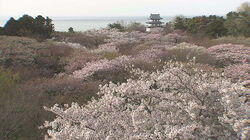 Matsumae Matsumae