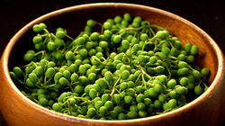 Japanese Pepper: The Zesty Spice of Kyoto Cuisine Japanese Pepper: The Zesty Spice of Kyoto Cuisine