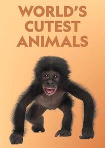 World's Cutest Animals World's Cutest Animals