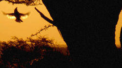 Camelthorn Tree Camelthorn Tree