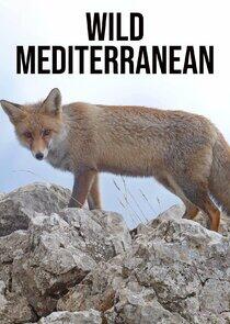 Wild Mediterranean Wild Mediterranean