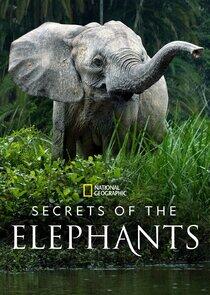 Secrets of the Elephants Secrets of the Elephants