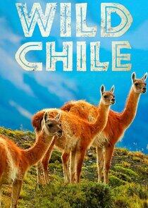 Wild Chile Wild Chile