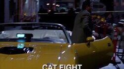 Cat Fight Cat Fight