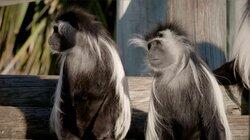 Monkey Business Monkey Business