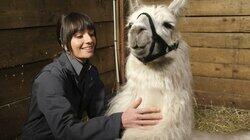 Skunks and Llamas Skunks and Llamas