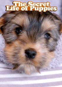 The Secret Life of Puppies The Secret Life of Puppies