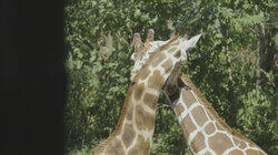 Giraffe Dance Giraffe Dance