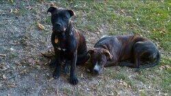 Pit Bulls Unleashed: Should They Be Banned? Pit Bulls Unleashed: Should They Be Banned?