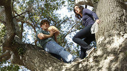 If a Ham Falls in the Woods If a Ham Falls in the Woods