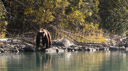 The Grizzly The Grizzly