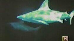 Immortal Sharks Immortal Sharks