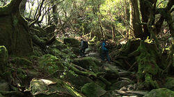 Majestic Yakushima in Winter Majestic Yakushima in Winter