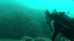 Ishigaki: Diving in the Sea of Coral Ishigaki: Diving in the Sea of Coral