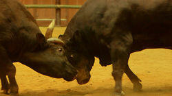 Bullfighting in Uwajima: Passion and Tradition Bullfighting in Uwajima: Passion and Tradition