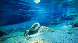 Niyodo River: Pure Water of The Gods Niyodo River: Pure Water of The Gods