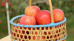 Kingdom of Apples: Tsugaru, Aomori Kingdom of Apples: Tsugaru, Aomori
