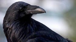 Inside Animal Minds: Bird Genius Inside Animal Minds: Bird Genius