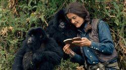 Gorilla Girl Gorilla Girl