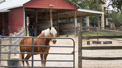 The Horse Episode The Horse Episode
