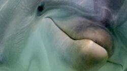 Inside Animal Minds: Who's the Smartest? Inside Animal Minds: Who's the Smartest?