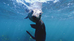 Cape Fur Seals Cape Fur Seals