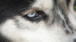 Inside Animal Minds: Dogs & Super Senses Inside Animal Minds: Dogs & Super Senses