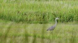 The Gray Heron, by Galway Kinnell The Gray Heron, by Galway Kinnell