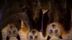 A Tornado of Bats and More A Tornado of Bats and More