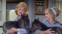 Lucy and the Countess Have a Horse Guest Lucy and the Countess Have a Horse Guest