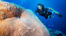 Dirty Oil & Rebuilding Our Reefs Dirty Oil & Rebuilding Our Reefs
