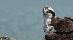 Season of the Osprey Season of the Osprey