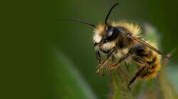 My Garden of a Thousand Bees My Garden of a Thousand Bees