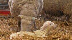 Lambing Special Lambing Special
