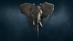 Elephant Elephant