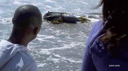 Dolphinnegan's Wake Dolphinnegan's Wake