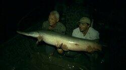 Alligator Gar Alligator Gar