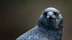 Bird Brain Bird Brain