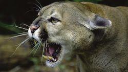 Wild Predator Invasion Wild Predator Invasion