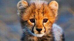 Safari Babies Safari Babies