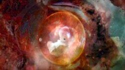 Is the Universe Alive? Is the Universe Alive?