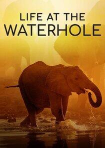 Life at the Waterhole Life at the Waterhole