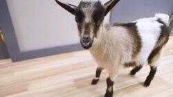 You've Goat a Friend in Me You've Goat a Friend in Me