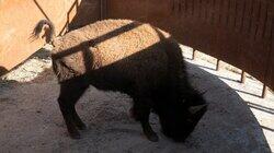 Bring on the Bison! Bring on the Bison!