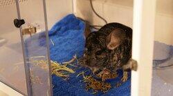 Pain In The Chinchilla Pain In The Chinchilla