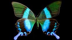 Butterfly Blueprints Butterfly Blueprints