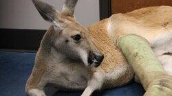 The Roo to Recovery The Roo to Recovery
