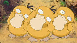 The Psyduck Stops Here! The Psyduck Stops Here!