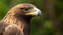 Eagle Power Eagle Power