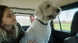 All Other Dogs Can Go to Hell All Other Dogs Can Go to Hell